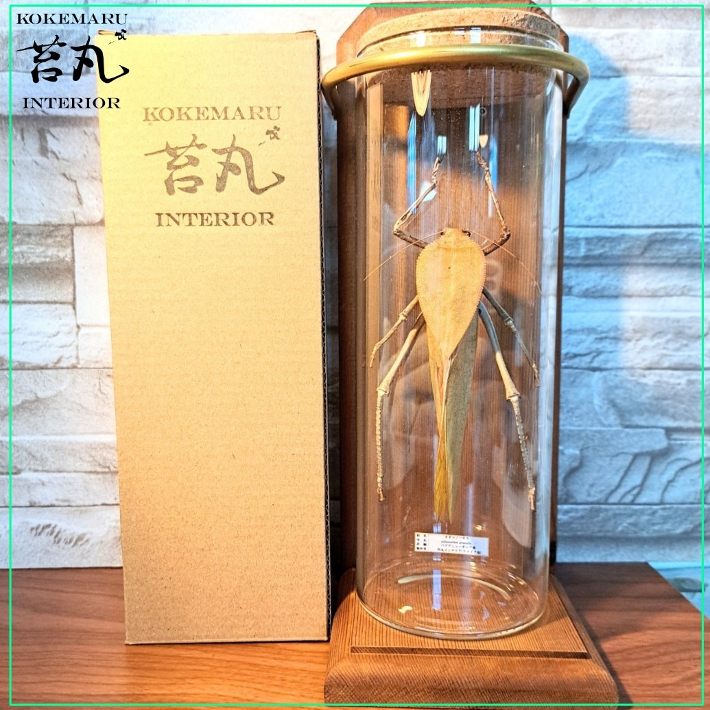 ★昆虫標本★【パプアオオコノハギス】Siliquofera grandis 1点もの【昆虫標本】オオコノハギス(特大キリギシス) パプア