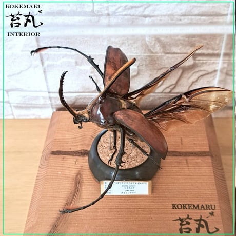 １点もの【昆虫標本】ゴロファ・ポルテリ♂94.1mm飛翔 透明ケース展示