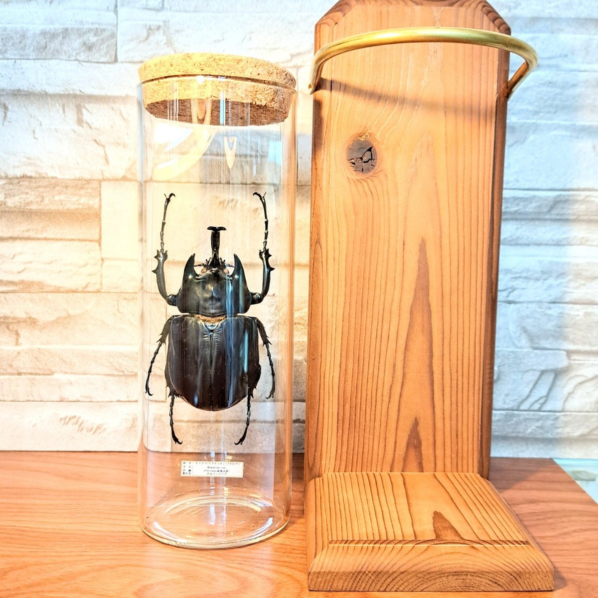 レックスゾウカブト　標本 CBF1 114mm 生虫時120mm 1点もの【昆虫標本】レックスゾウカブト♂93.3mm 学術型