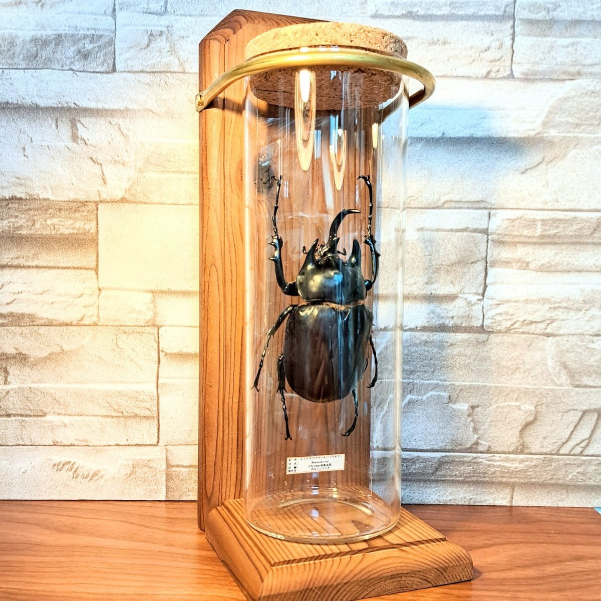 1点もの【昆虫標本】レックスゾウカブト♂93.3mm 学術型インテリア瓶