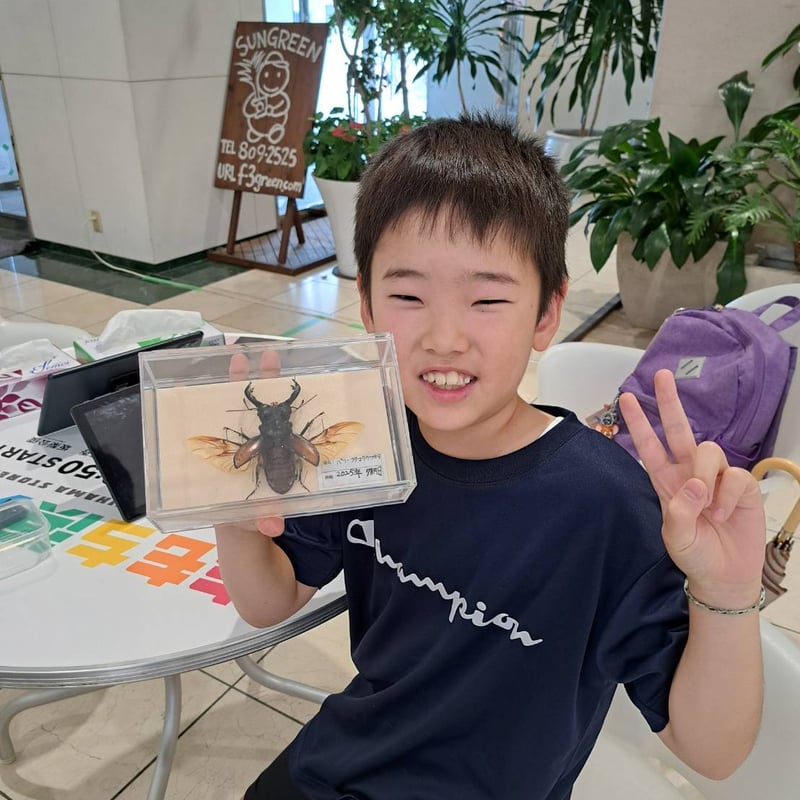 【コエポン】お取り置き品 昆虫標本 ペルー産 マルスゾウカブト 101mm <0622z昆虫標本> マダガスカル