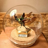【HYOHON『球』M】ニジイロクワガタ♂ノーマルカラー 躍動感飛翔仕上げ ガラスドーム真鍮装飾展示