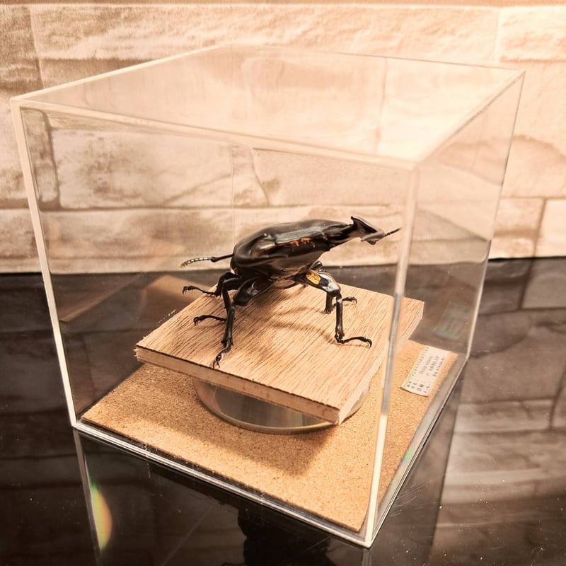 昆虫標本】アンタエウスオオクワガタ♂ 立体標本仕上げキューブケース