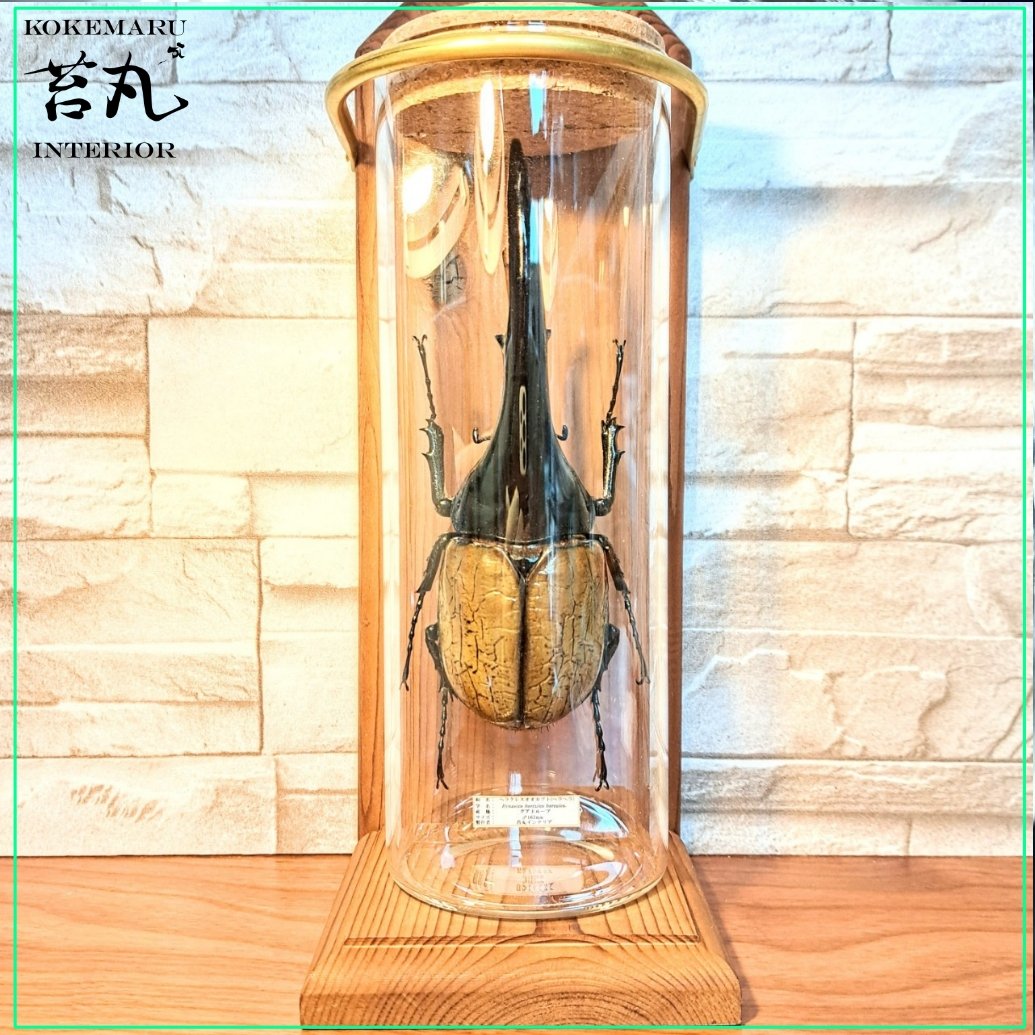 1点もの【昆虫標本】特大サイズ ヘラクレスオオカブト163mm