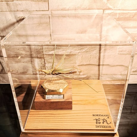 【標本ケース※送料込み】10ケースまとめ買い用/苔丸インテリア標本箱Bタイプ 標本ケース※送料込み】(苔丸標本箱Bタイプ) - メルカリ