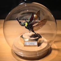 ⭐レア【HYOHON-球(kyu)-】ニジイロクワガタ♂(ピカール)-Phalacrognathus muelleri-