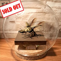 【HYOHON『球』L】ババオウゴンオニクワガタ♂57mm 立体飛翔型ガラスドーム展示