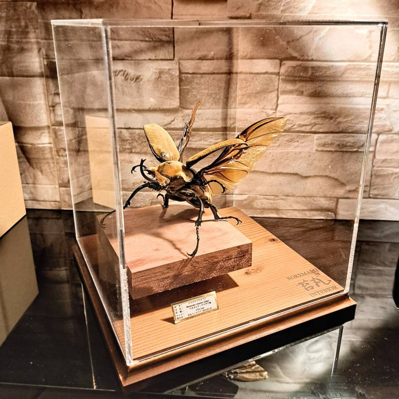 大型標本展示用ショーケース】200×200×210 ※アクリル製ケース、無垢材