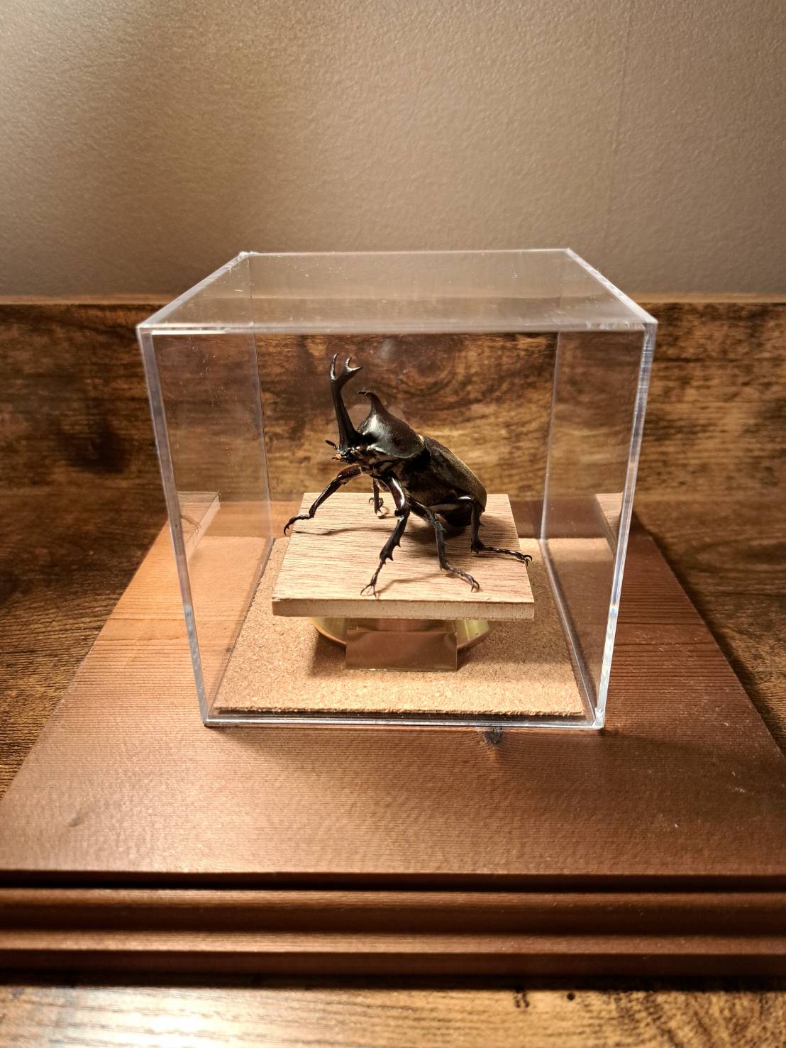 オプション選択可商品】＜定番＞国産カブトムシ 立体標本 | 苔丸