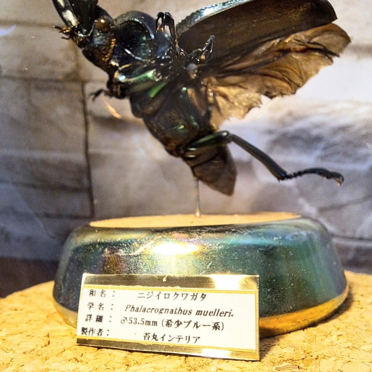 マクレイコクワガタ 標本 【公式通販】