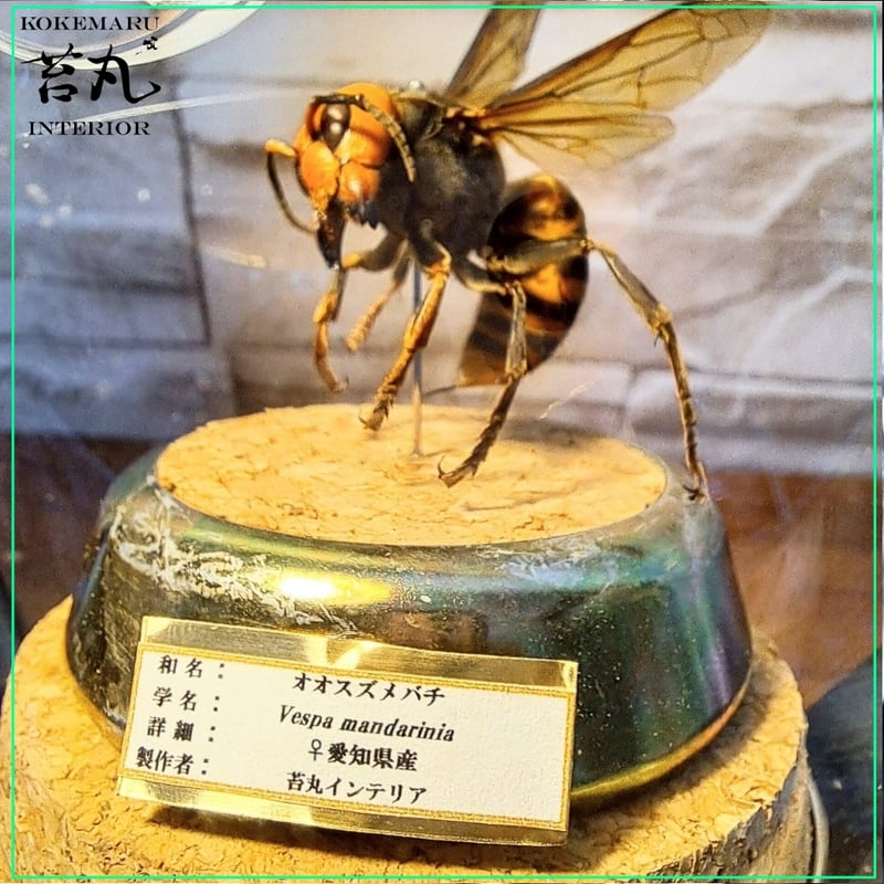 希少性◎】30年以上前のオオスズメバチの巣標本 ガラスケース入り 希少