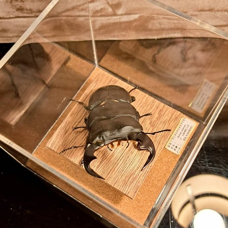 【昆虫標本】アンタエウスオオクワガタ♂　立体標本仕上げキューブケース展示
