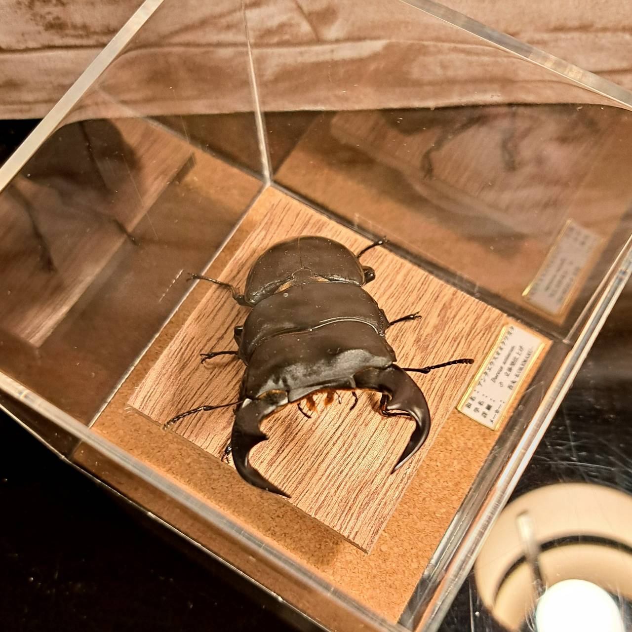 昆虫標本】アンタエウスオオクワガタ♂ 立体標本仕上げキューブケース