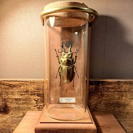 ナカジ　クワガタ標本 展足依頼ページ