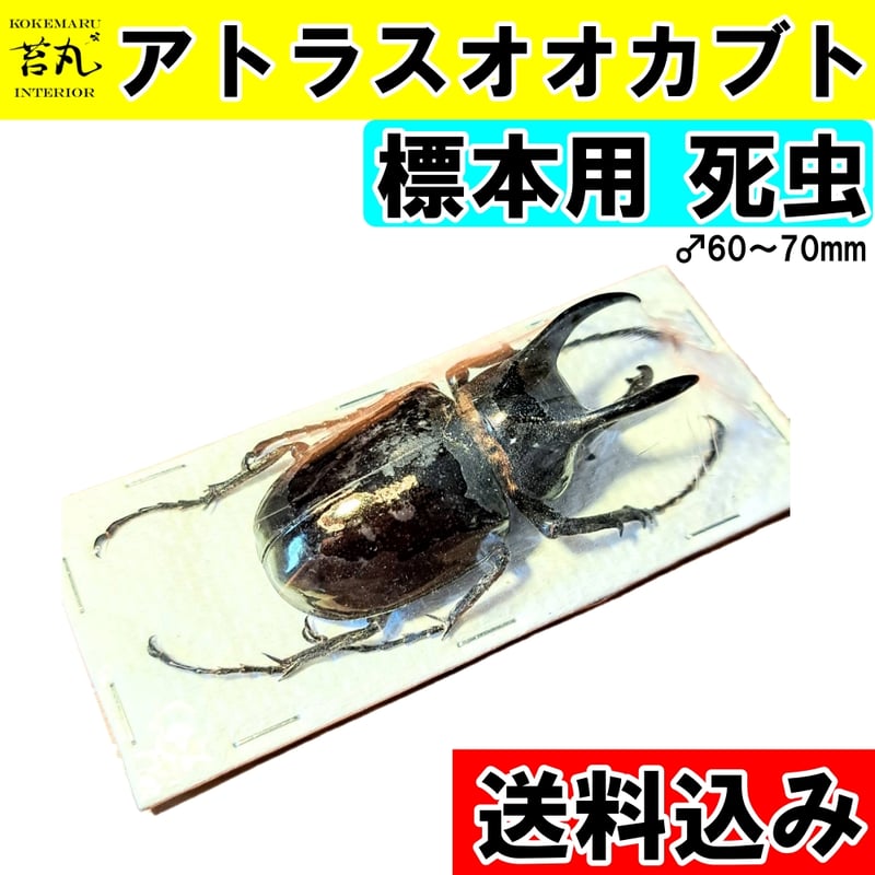 標本用死虫 ※送料込み】アトラスオオカブト♂60~70mm 未展足 標本用死虫 ※送料込み】アトラスオオカブト♂60~70mm 未展足