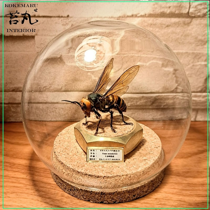 ラグジュアリー 昆虫標本】】オオスズメバチ(新女王)超特大 ラグジュアリー 昆虫標本】】オオスズメバチ(新女王)超特大