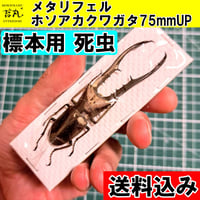 標本用死虫(パック標本) 】超特大コーカサスオオカブト♂100mmUP | 苔