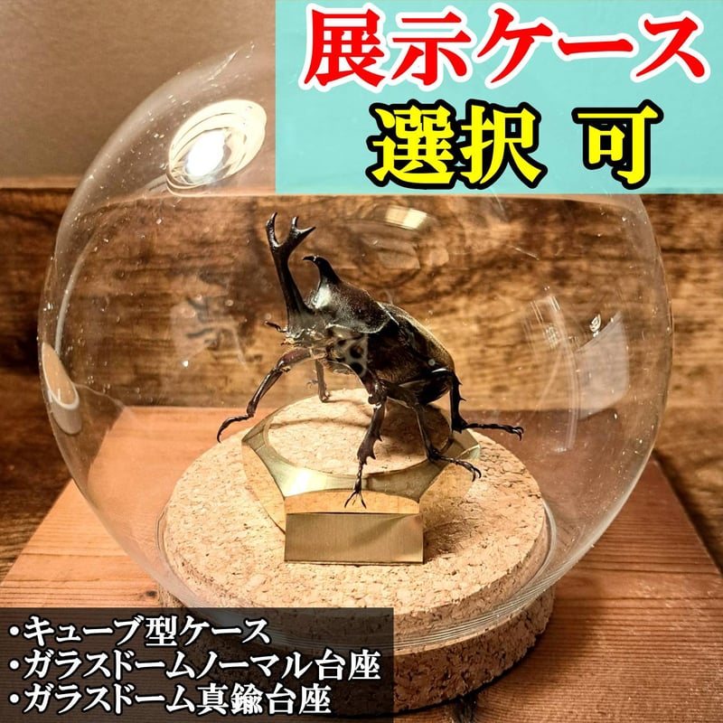 オプション選択可商品】＜定番＞国産カブトムシ 立体標本 | 苔丸