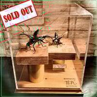 HYOHON『角』s20】ヘラクレスオオカブト♂142.3mm 立体標本立体