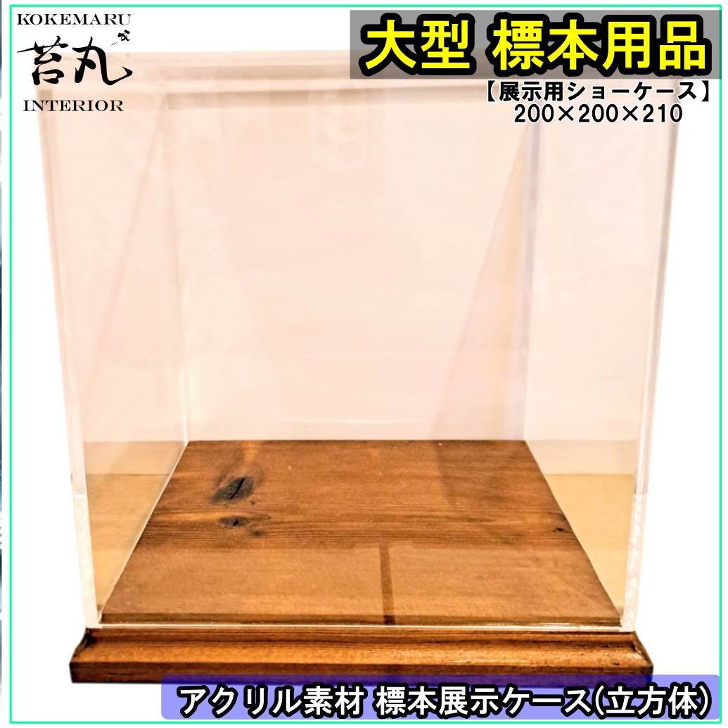 大型標本展示用ショーケース】200×200×210 ※アクリル製ケース、無垢材