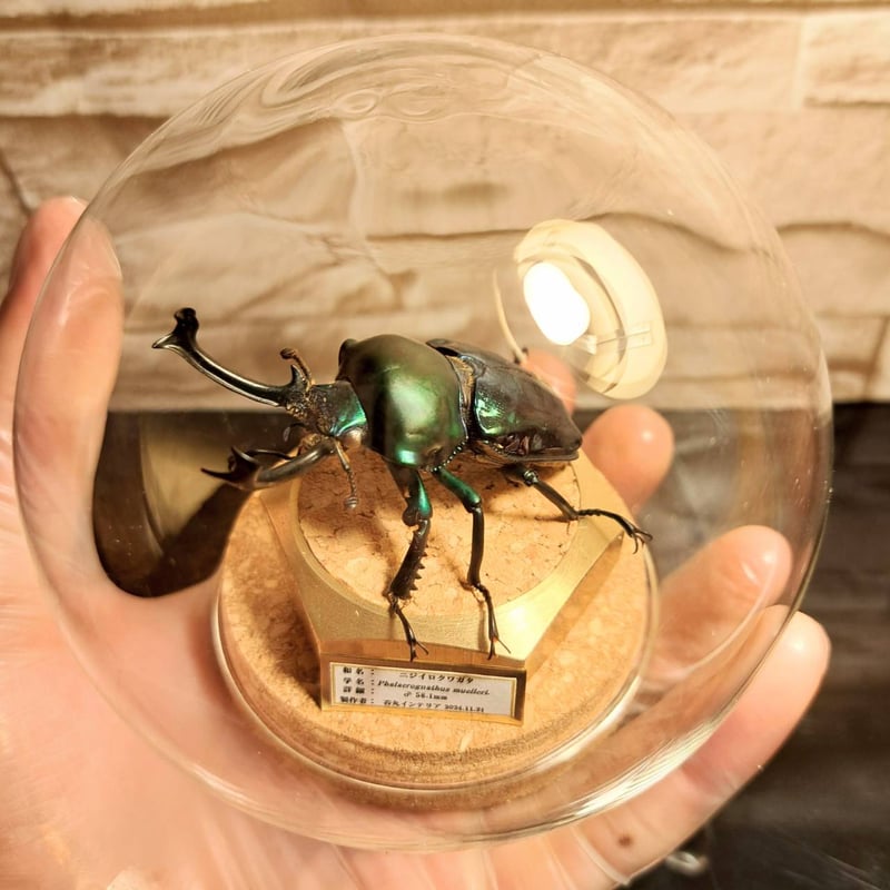 ブル−！※貴重種※極太短歯ニジイロクワガタ♂野外標本 ブル−様
