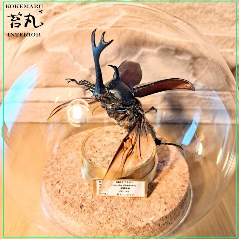 昆虫標本】国産カブトムシ♂64.1mm飛翔型ガラスドーム展示 | 苔丸 