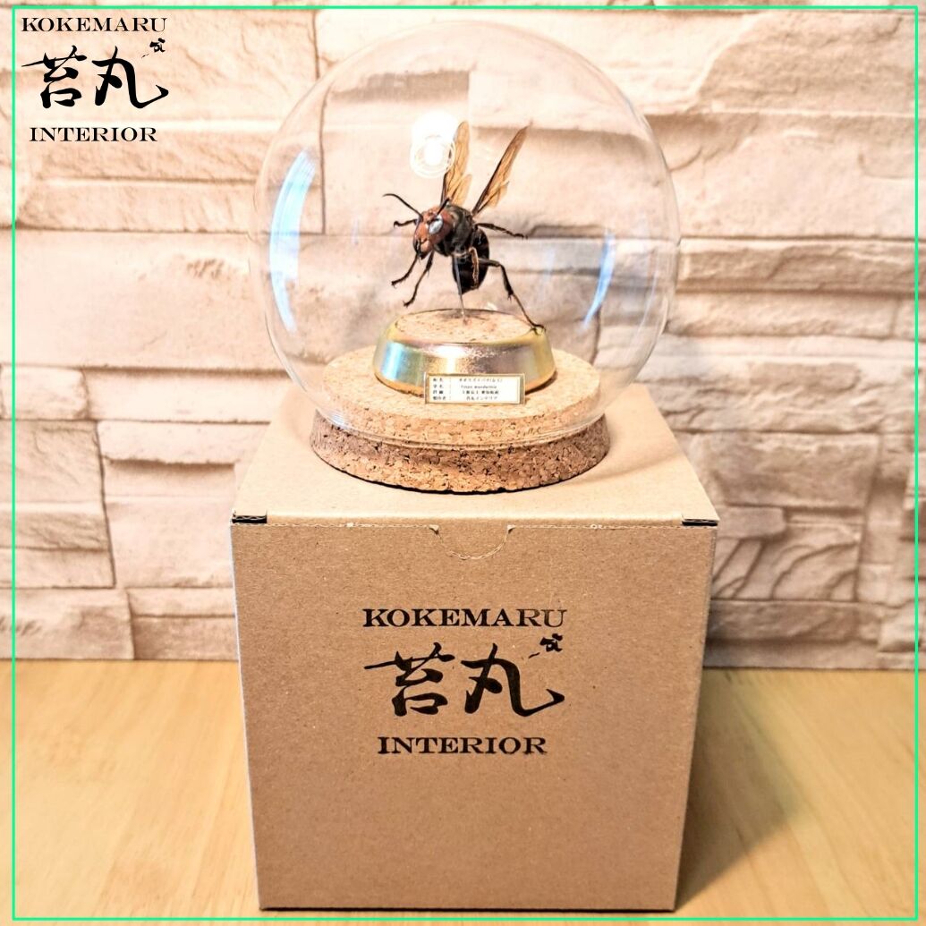 レア品【昆虫標本】新女王オオスズメバチ 飛翔型ガラスドーム