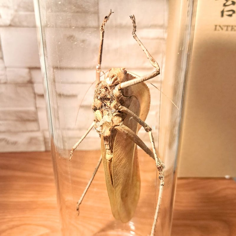 ★昆虫標本★【パプアオオコノハギス】Siliquofera grandis 1点もの【昆虫標本】オオコノハギス(特大キリギシス) パプア