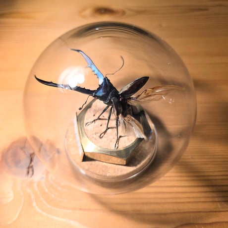 【HYOHON-球(kyu)-』】メタリフェルホソアカクワガタ♂-Cyclommatus metallifer-