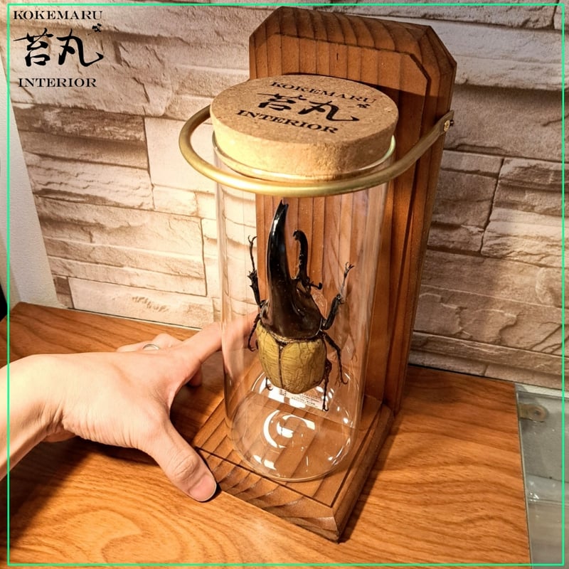 昆虫標本】ヘラクレスオオカブト♂(極太血統)132.8mm 学術型インテリア