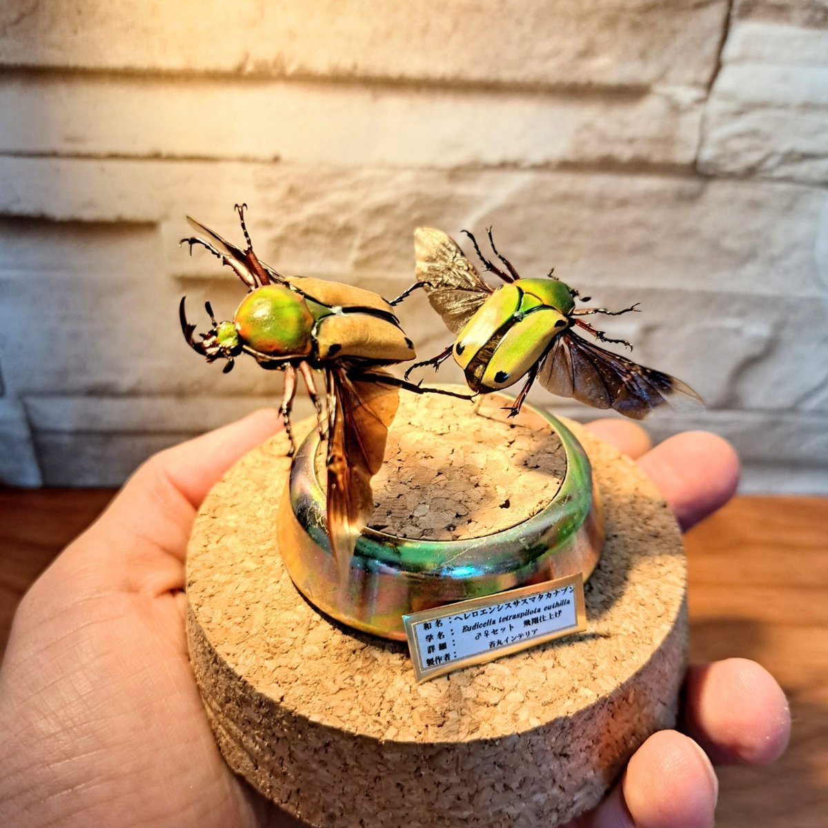 1点もの【昆虫標本】ヘレロエンシスサスマタカナブン♂♀ペア飛翔