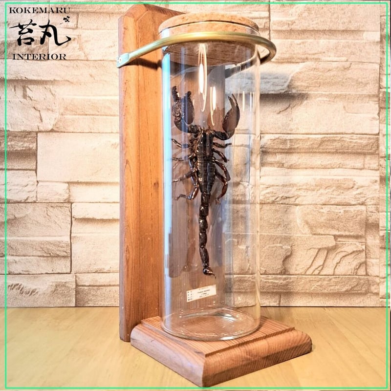 標本】ダイオウサソリ120mmUPインテリア瓶(大)展示 ※木製展示土台付