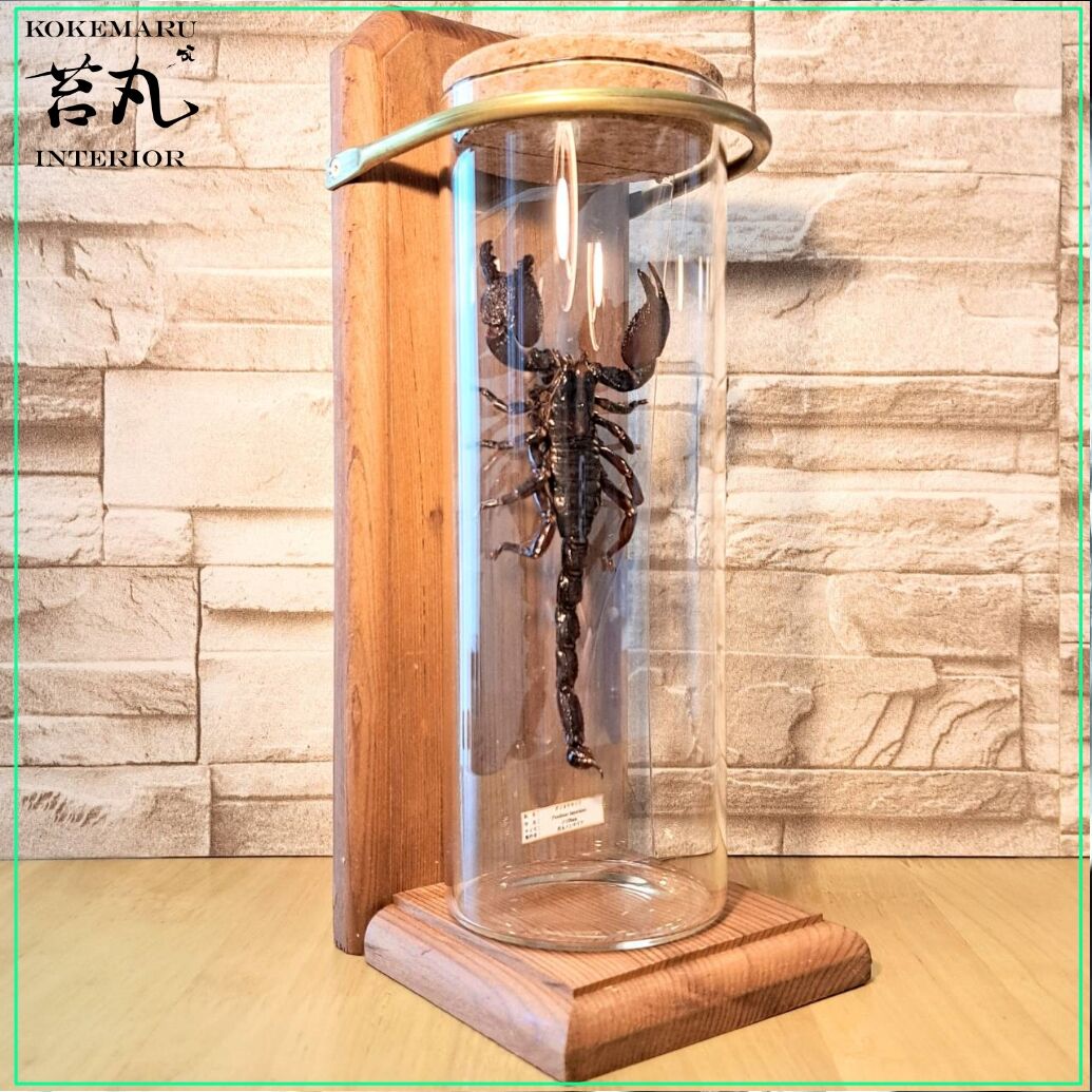 標本】ダイオウサソリ120mmUPインテリア瓶(大)展示 ※木製展示土台付