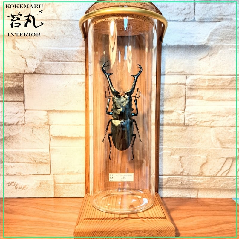1点もの【昆虫標本】ギラファノコギリクワガタ♂(亜種：ケイスケ