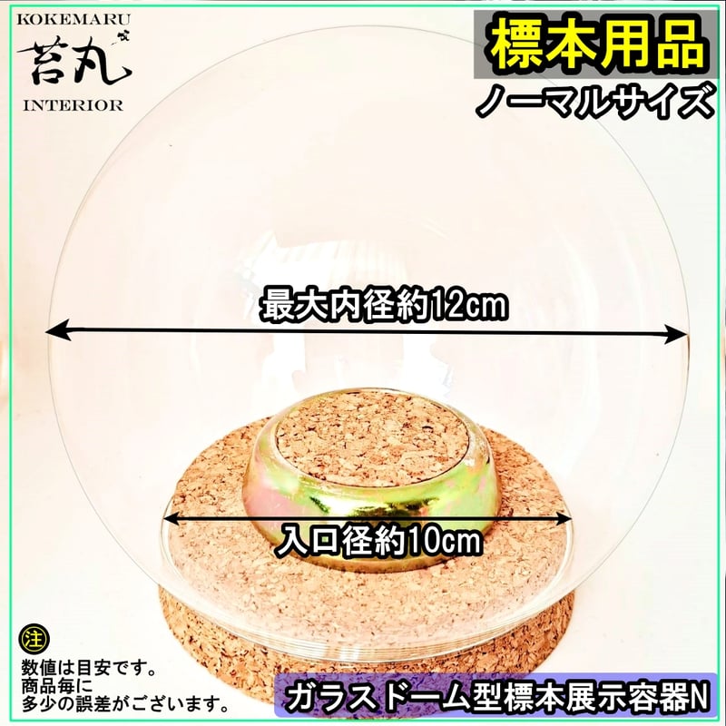 ガラスドーム型展示ケース(M)】直径12㎝ 針刺しコルク台座付き | 苔丸