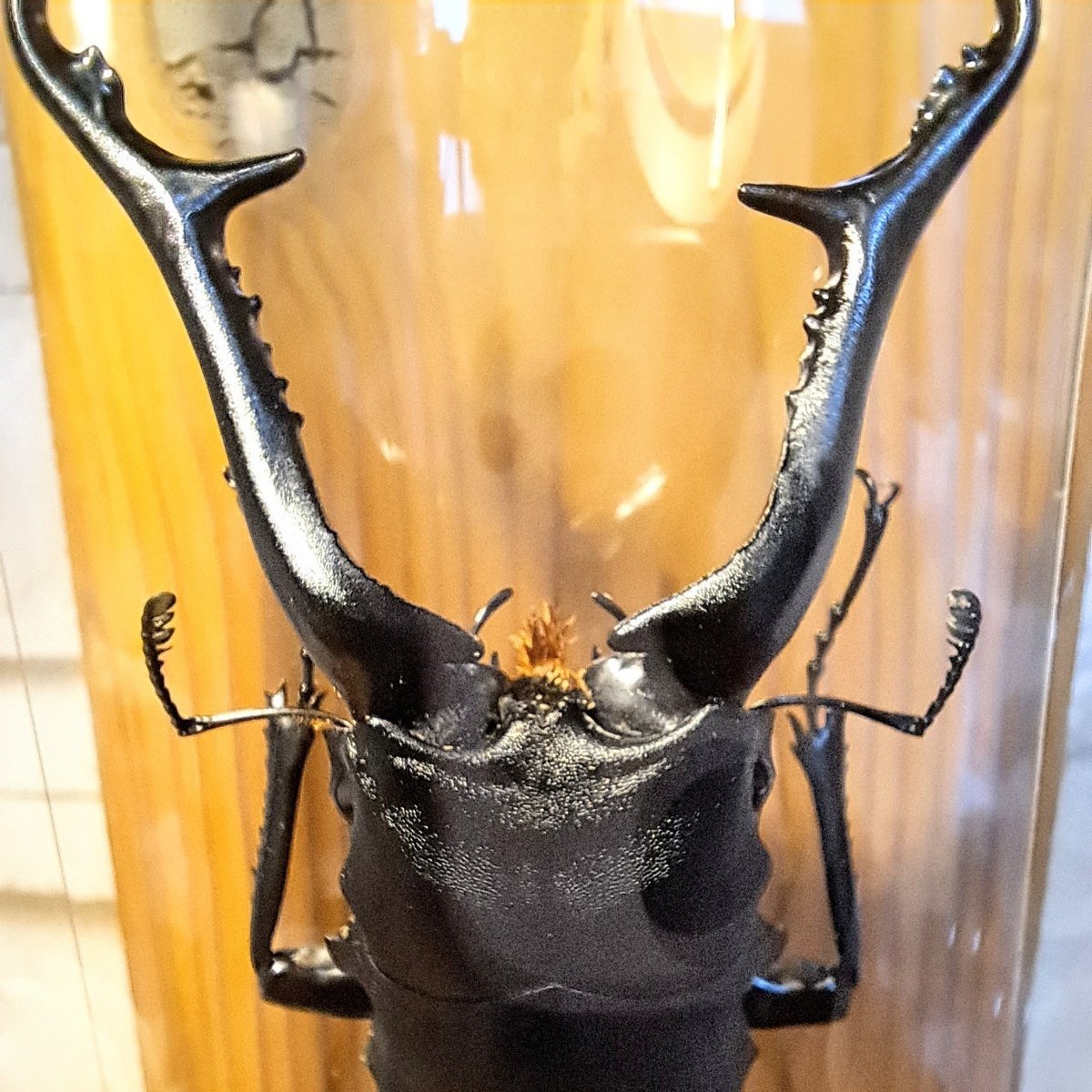 1点もの【昆虫標本】ギラファノコギリクワガタ♂(亜種：ケイスケ