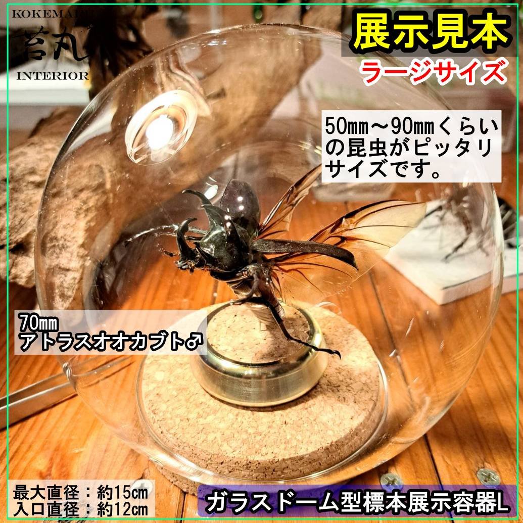 ガラスドーム型展示ケース(L)】直径15㎝ 針刺しコルク台座付き | 苔丸