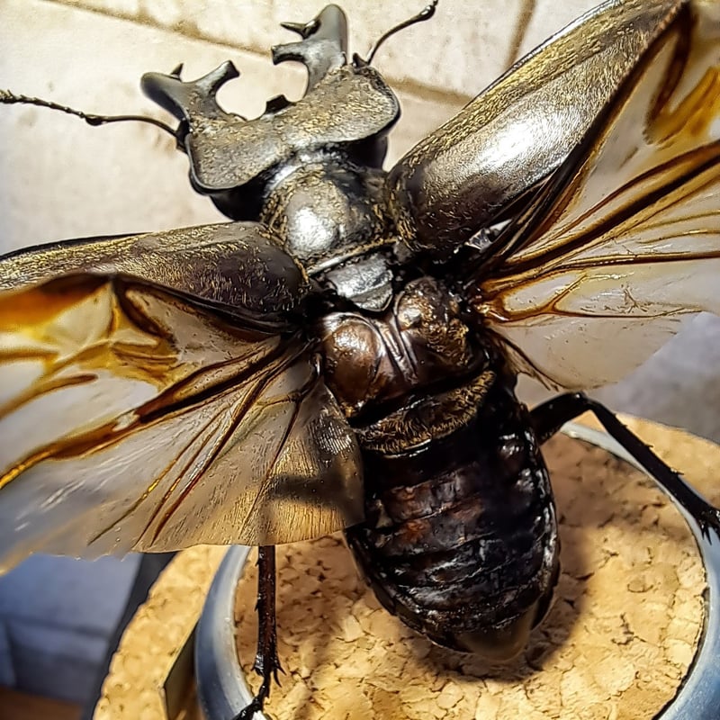 大型 カンターミヤマ 標本 ミヤマクワガタ 標本 65mm <0829z昆虫標本