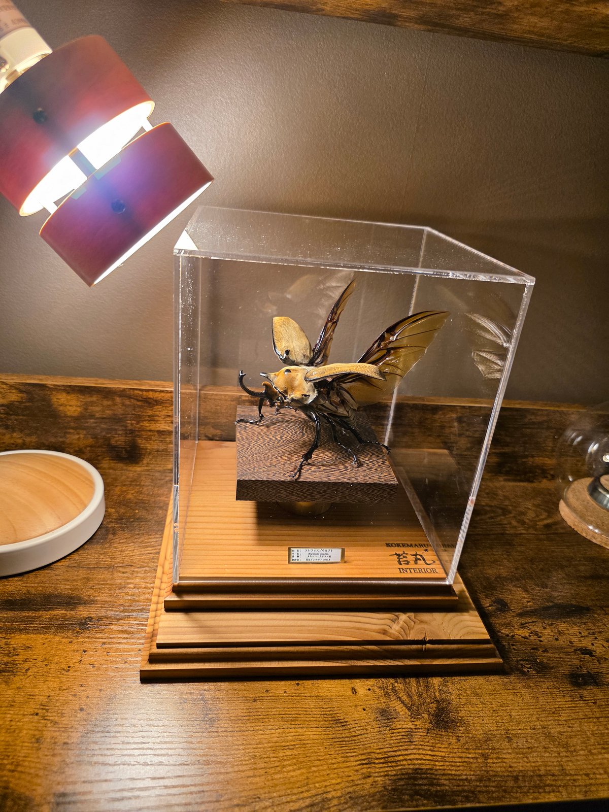 【苔丸インテリアHYOHON作品】/昆虫標本/エレファスゾウカブト/カブトムシ HYOHON『角』t17】-エレファスゾウカブト♂- | 苔丸インテリア(公式