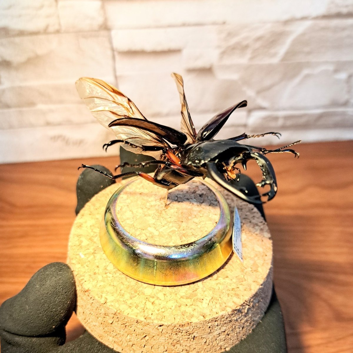 1点もの【昆虫標本】インペリアリスツヤクワガタ♂61.1mm飛翔 1点もの【昆虫標本】インペリアリスツヤクワガタ♂61.1mm飛翔