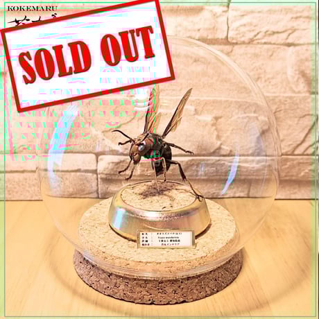 特大】昆虫標本 ヘラクレスオオカブト オウゴンオニクワガタ よん  