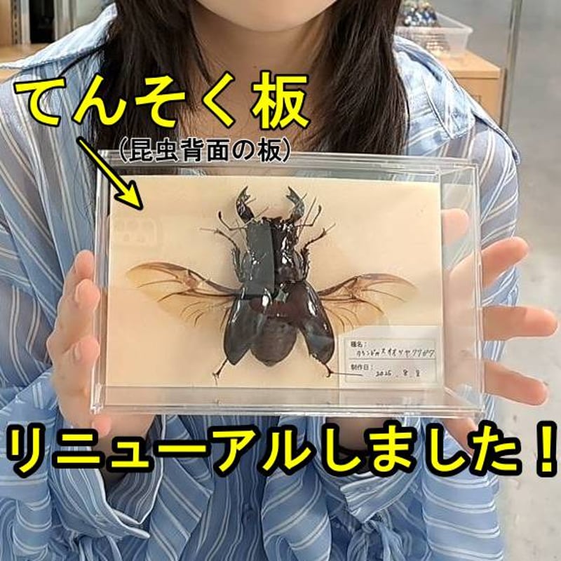 標本ケース】お手軽標本ケース(どこでも刺して固定できるタイプ) | 苔