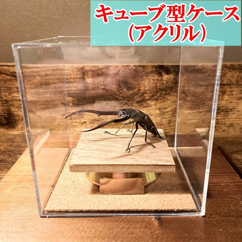 オプション選択可商品】＜定番＞メタリフェルホソアカクワガタ