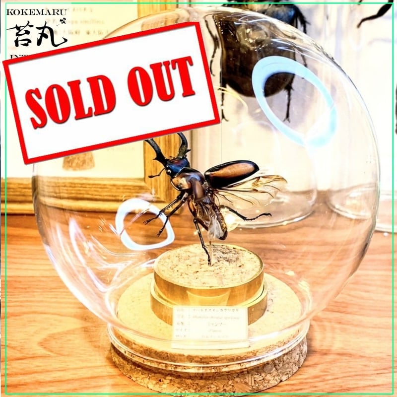 ラオス産キクロマトイデスミヤマクワガタ48mm