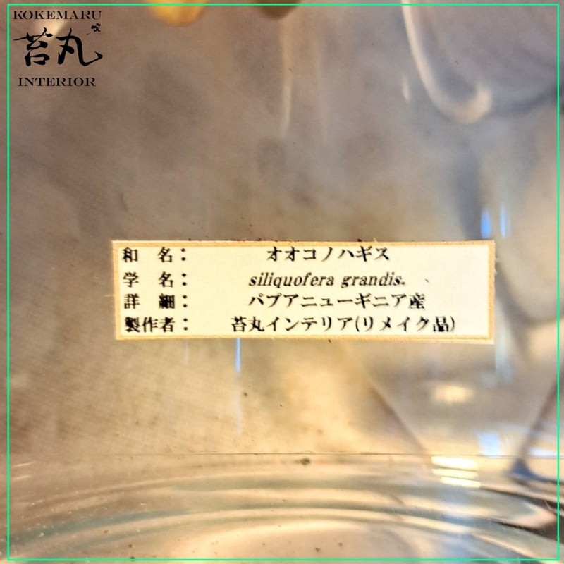 1点もの【昆虫標本】オオコノハギス(特大キリギシス) パプア
