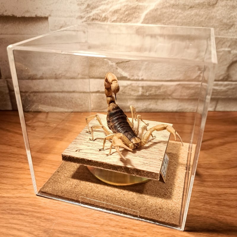 レア品【昆虫標本】デザートへアリースコーピオン 立体タイプ アクリル
