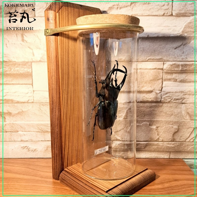 HYOHON『柱』L】コーカサスオオカブト♂95.8mm | 苔丸インテリア