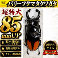 【標本用死虫】特大 パリーフタマタクワガタ ♂85mmUP 数量限定｜厳選個体
