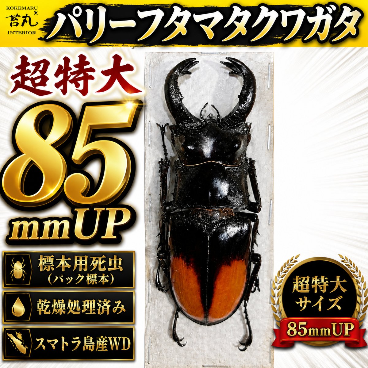 標本用死虫】特大 パリーフタマタクワガタ ♂85mmUP 数量限定｜厳選