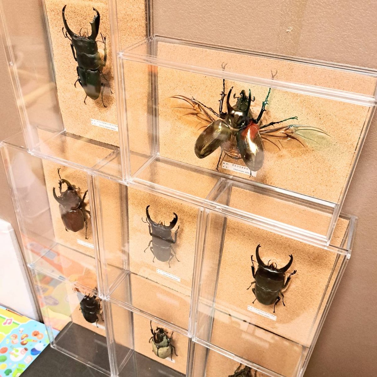 【参考】昆虫標本 ディスプレイ例 非売品 参考】昆虫標本 ディスプレイ例 非売品